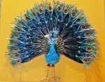peacock ~ iridescent