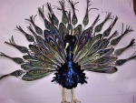 peacock ~ 2019