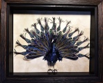 peacock ~ blue '20